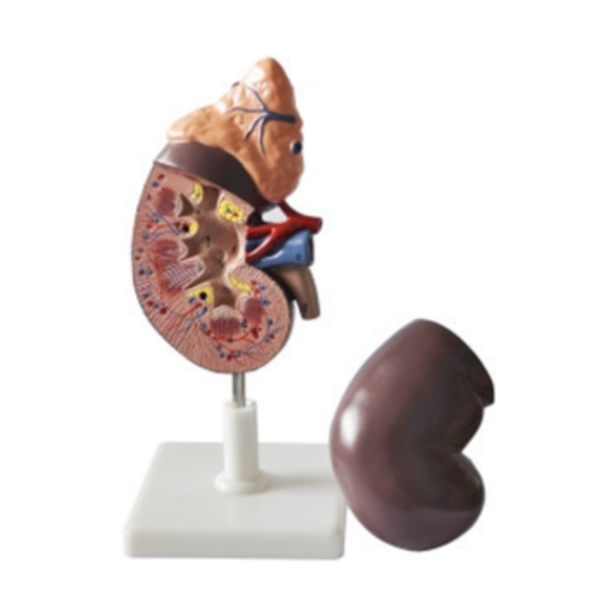 Riñón humano con glándula suprarrenal QH 3333-2