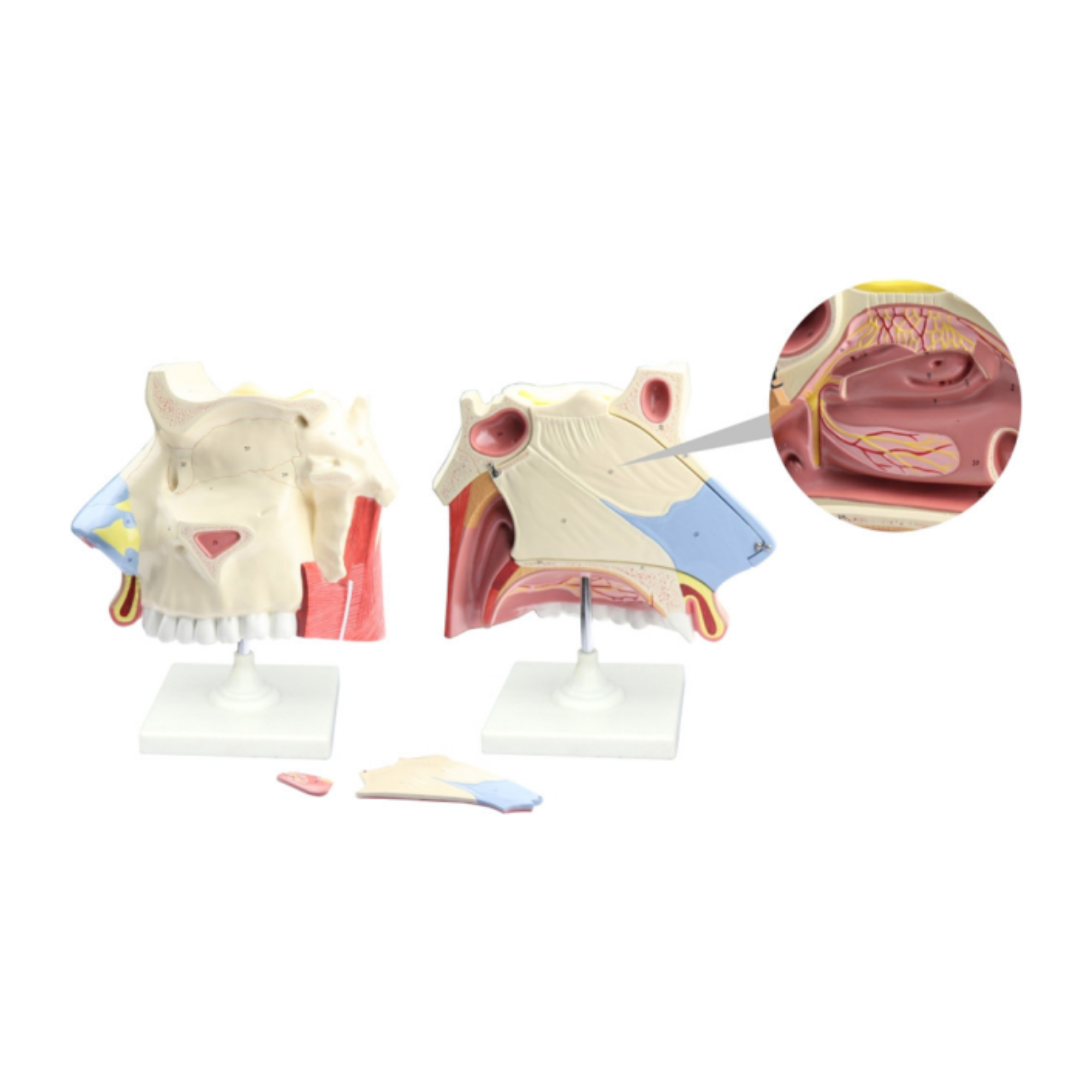 Cavidad nasal QH 3351-1 (3 partes)