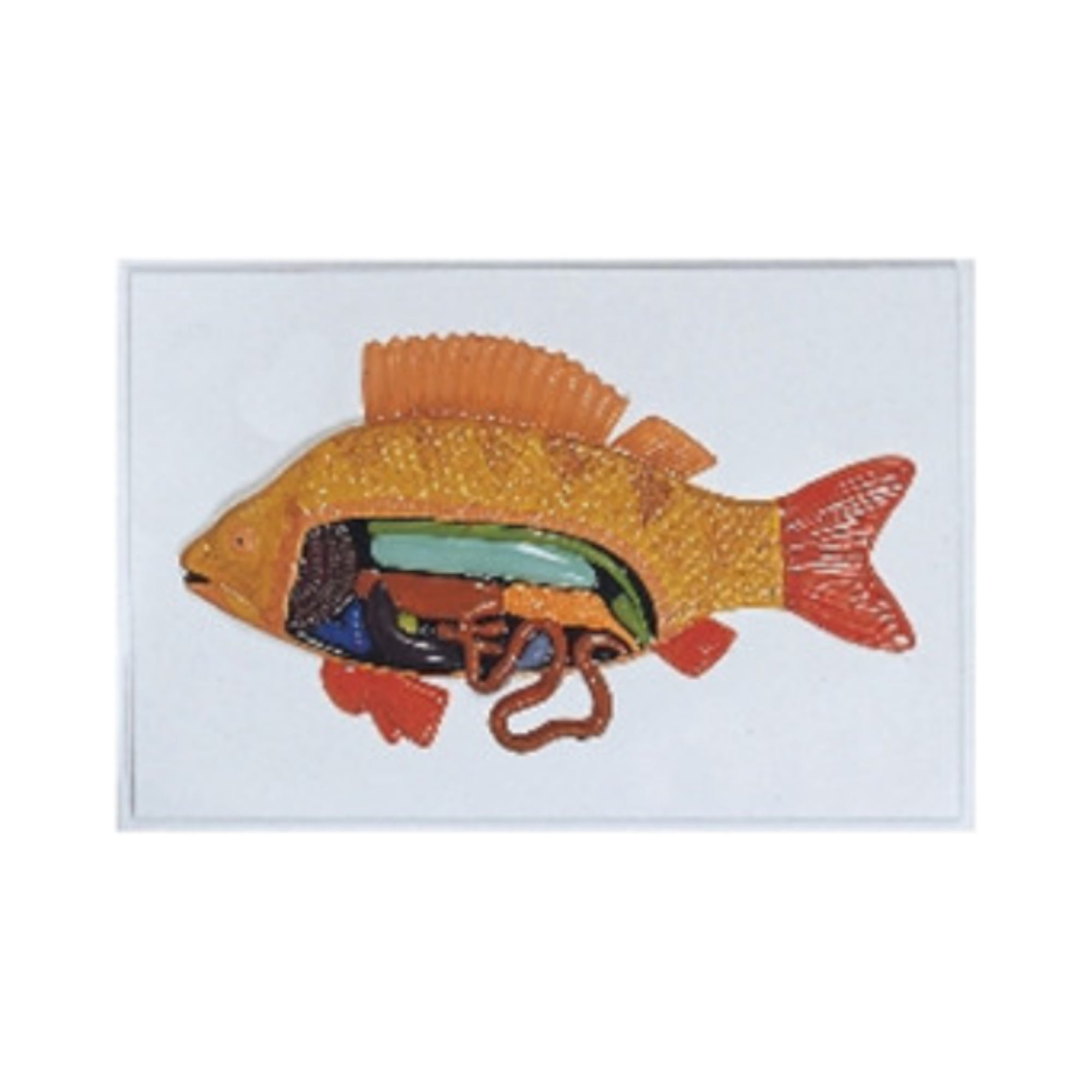 Modelo en relieve de pez QH 1569