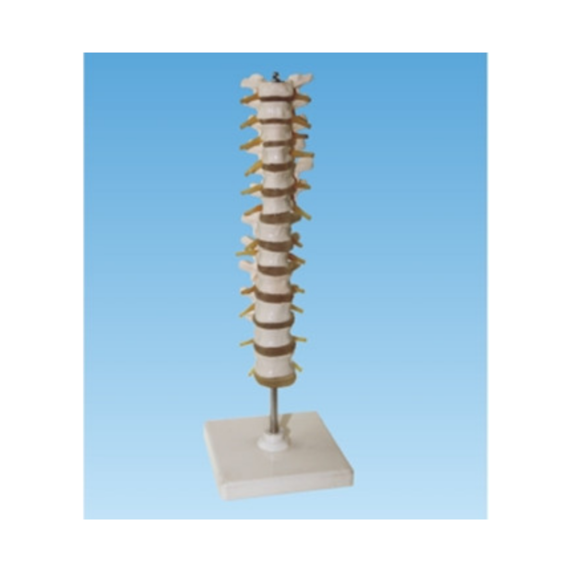 Modelo de columna vertebral torácica humana QH 3393-5