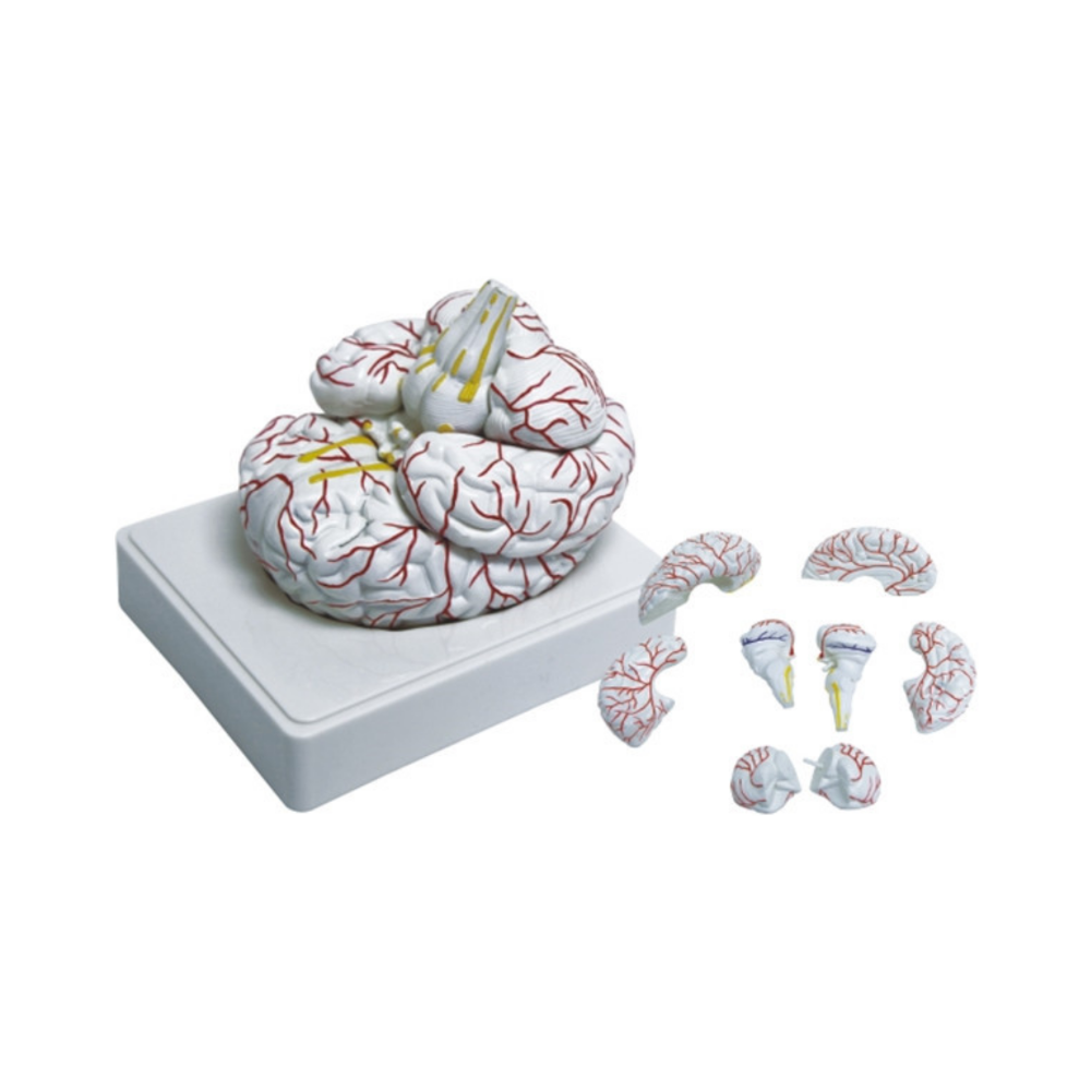 Cerebro humano con arterias QH 3307-1