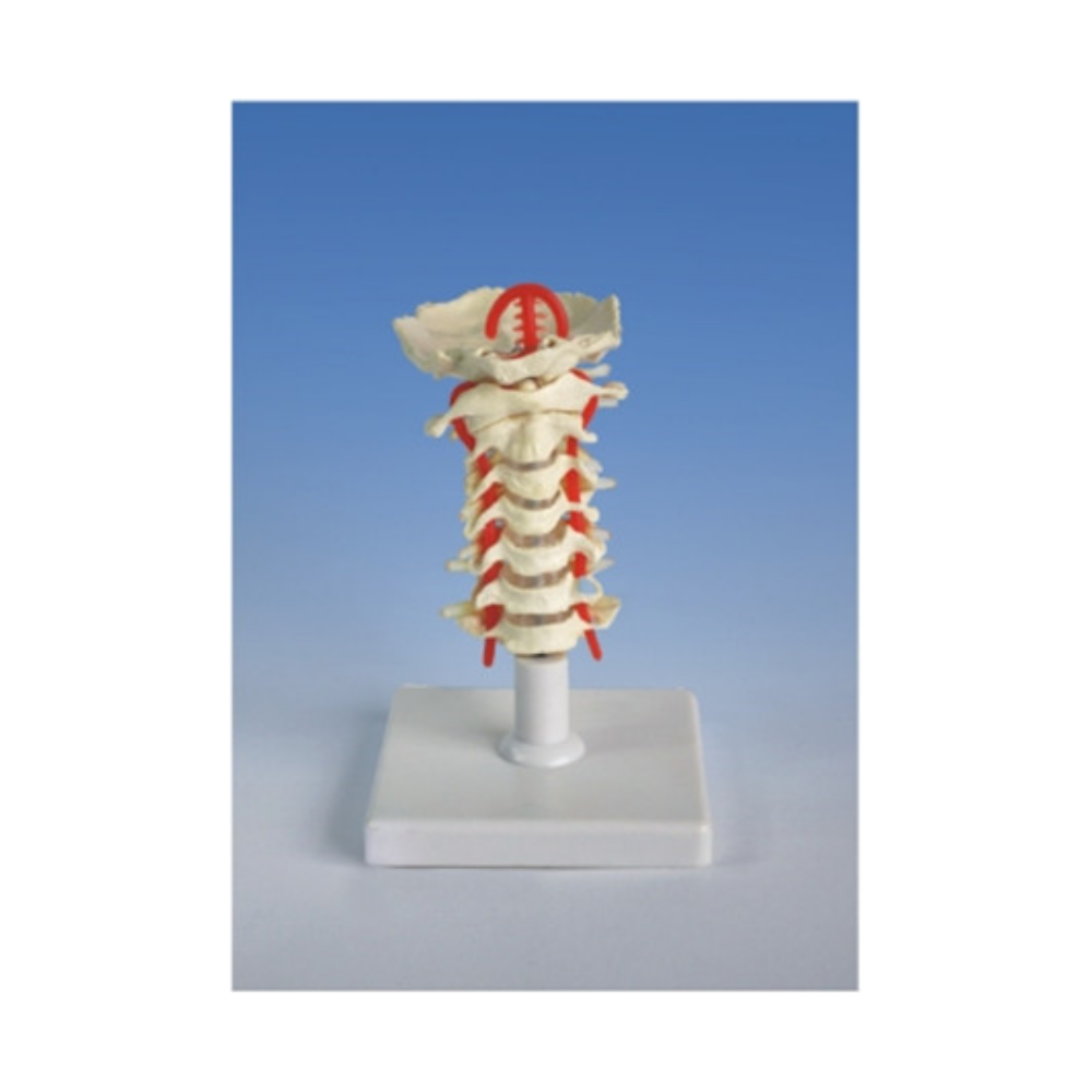 Columna vertebral QH 3393-4