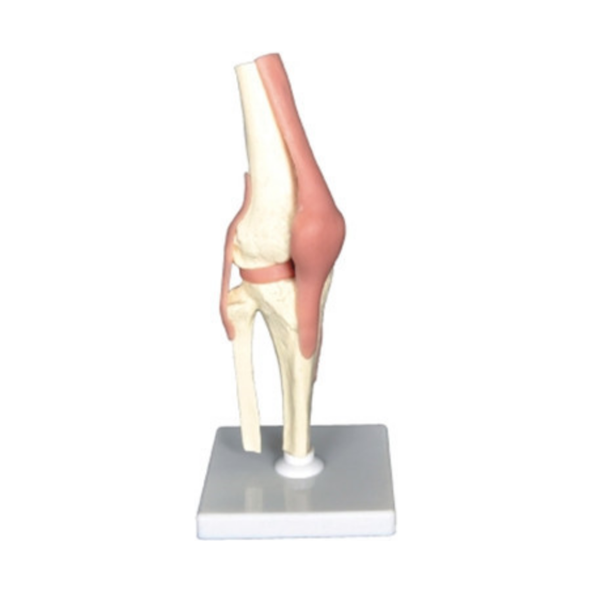 Modelo de articulación de la rodilla humana QH 3334-1