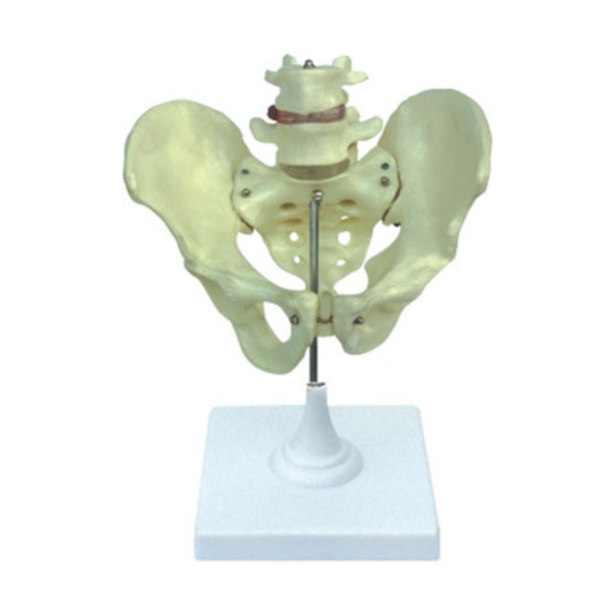 Modelo de pelvis masculina QH 3337-1
