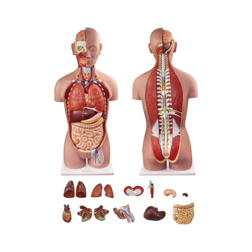 Torso humano masculino y femenino QH 33201-15 (29 partes) 