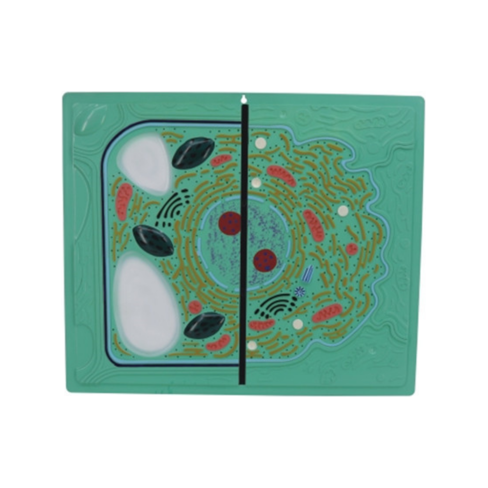 Ultraestructura de la célula animal y vegetal QH 3228-1