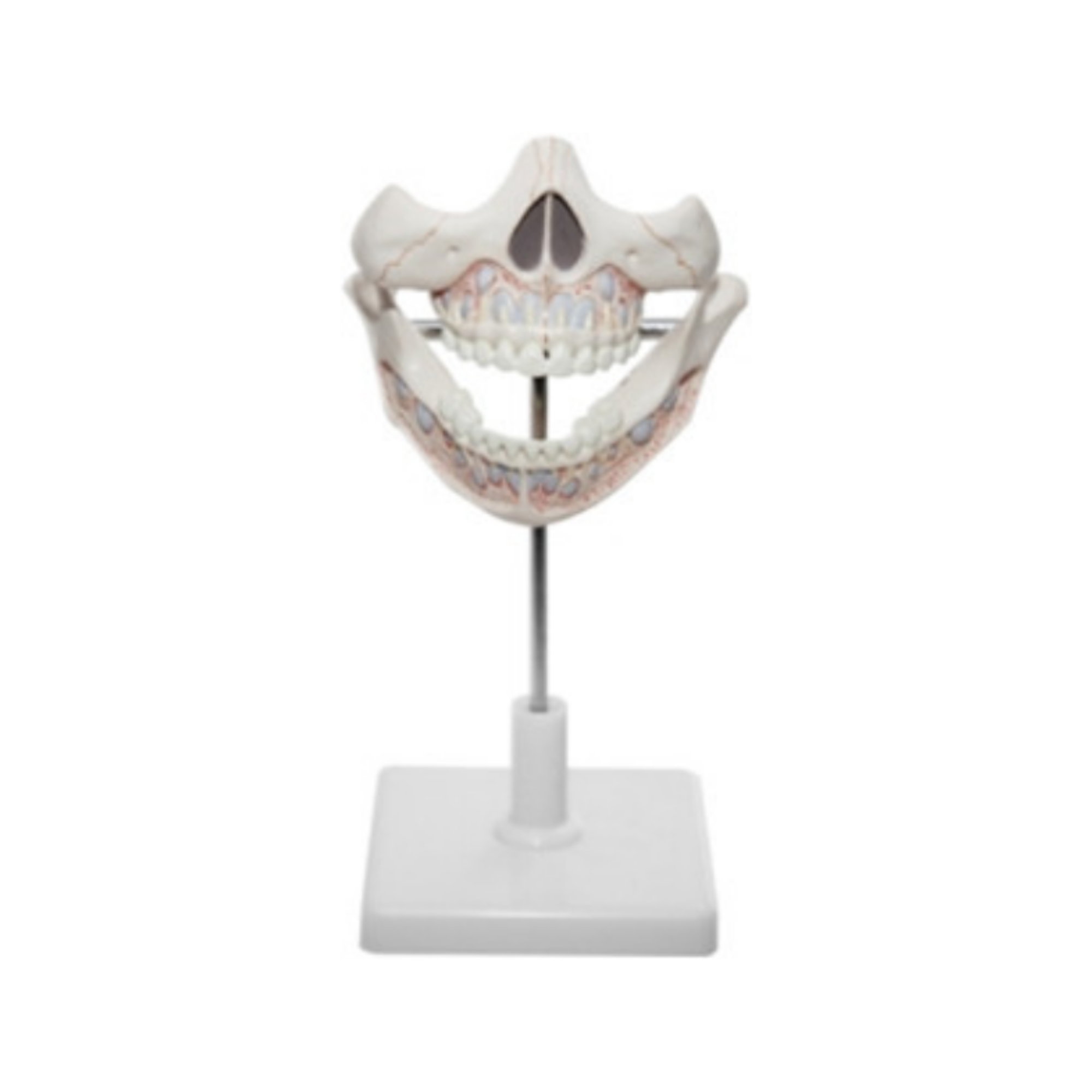 Modelo de dientes deciduos QH 337-2