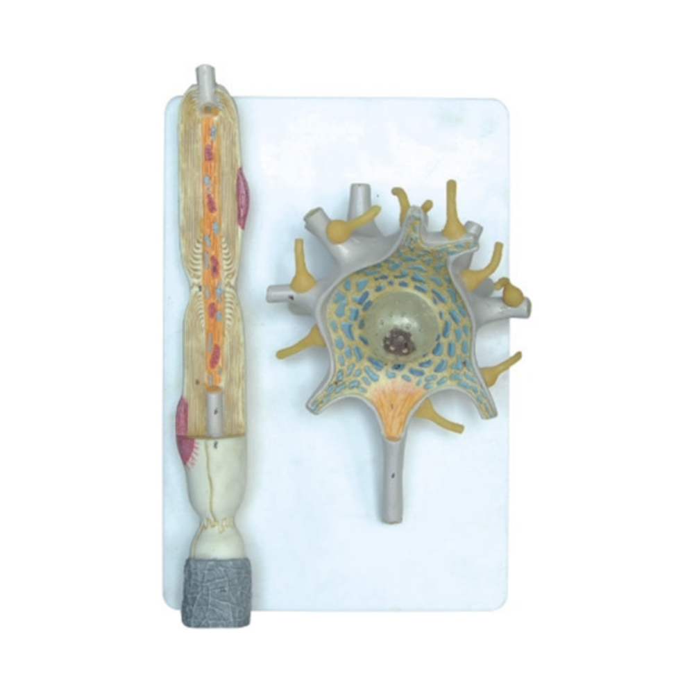 Modelo de neurona QH 4261