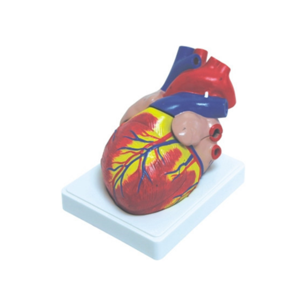 Corazón humano QH 3304-6