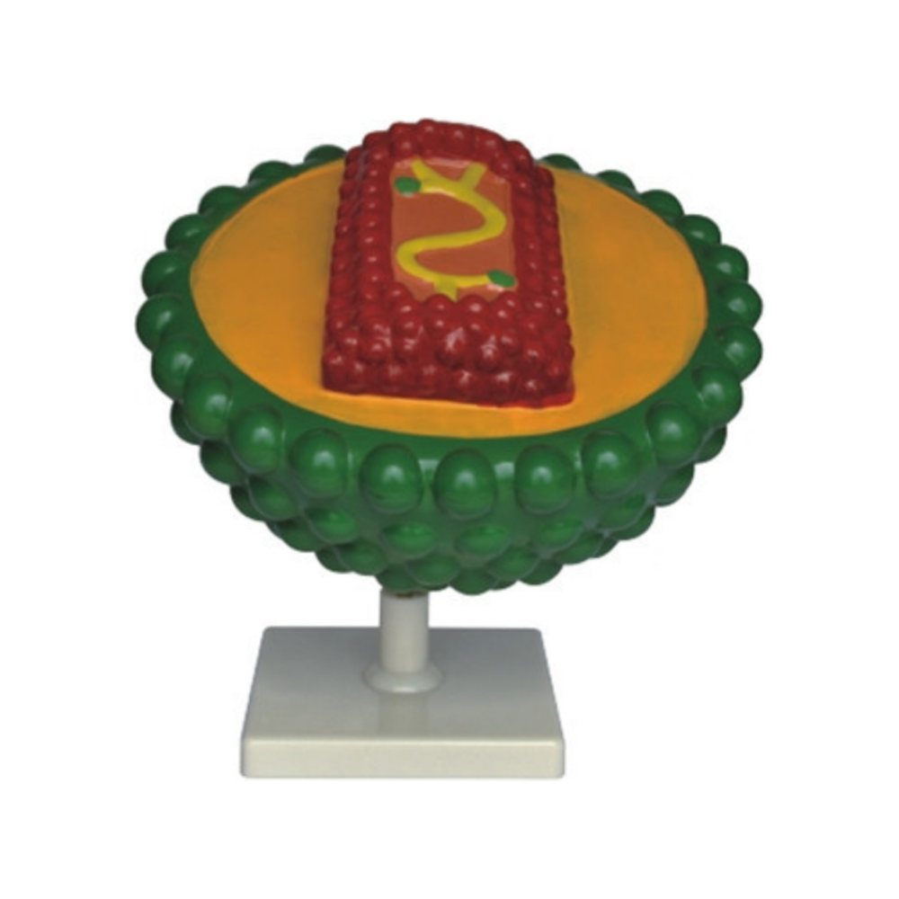 Modelo del virus del SIDA QH 3221-12