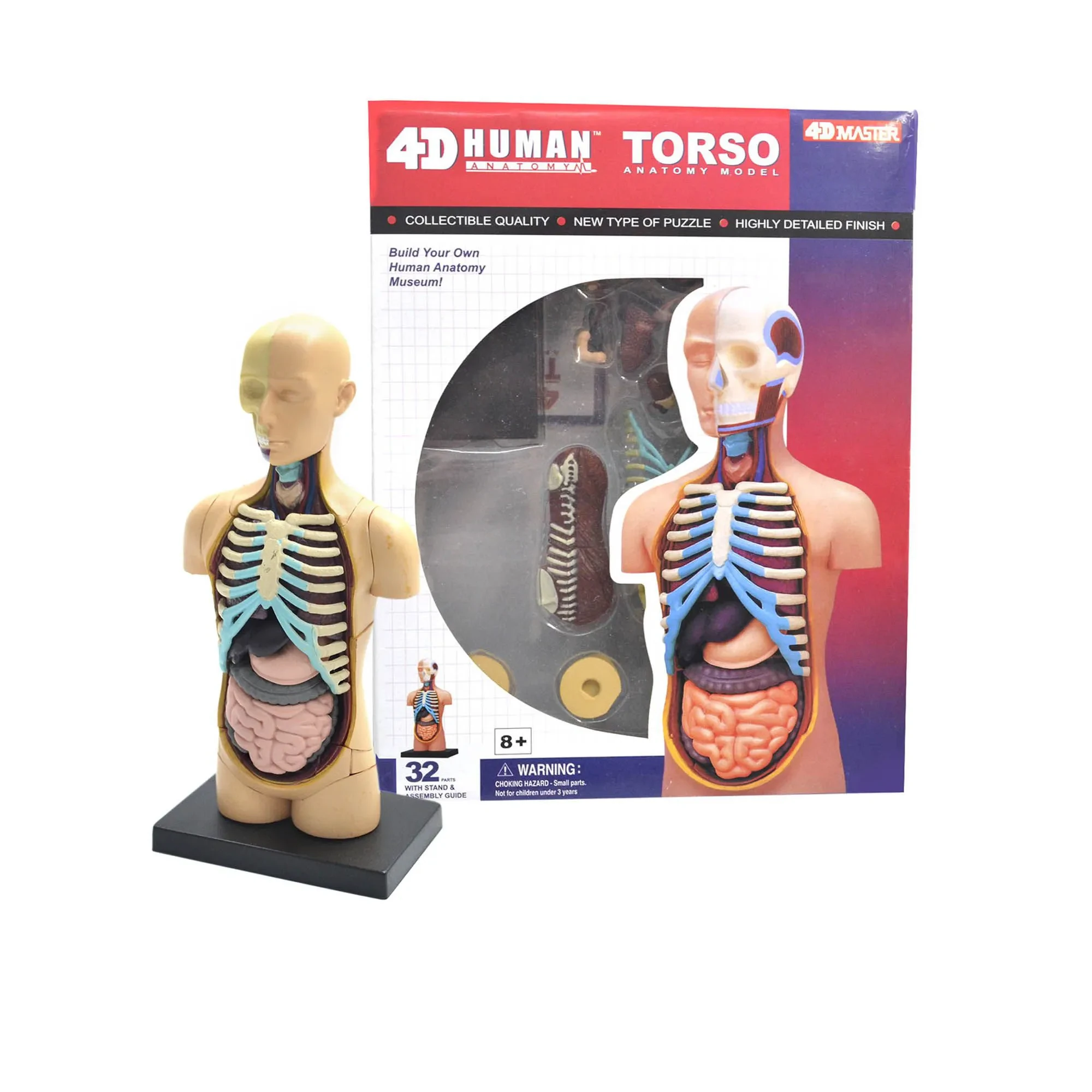 Anatomía del torso humano