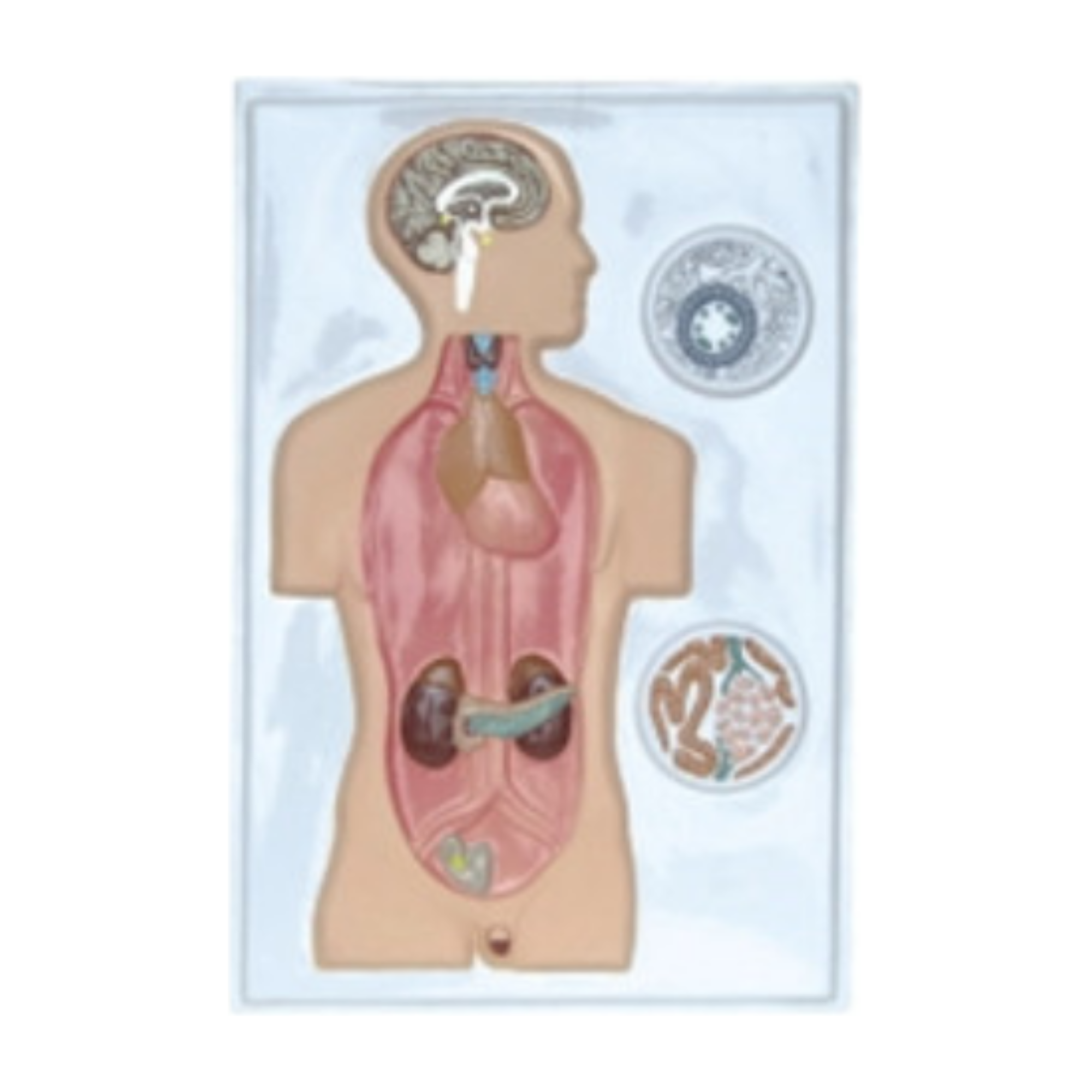 Modelo en relieve del sistema excretor QH 1553