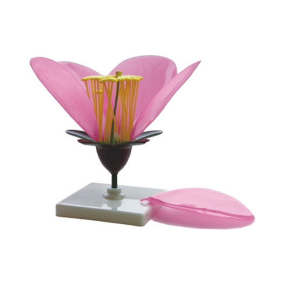 Flor de durazno QH 3207