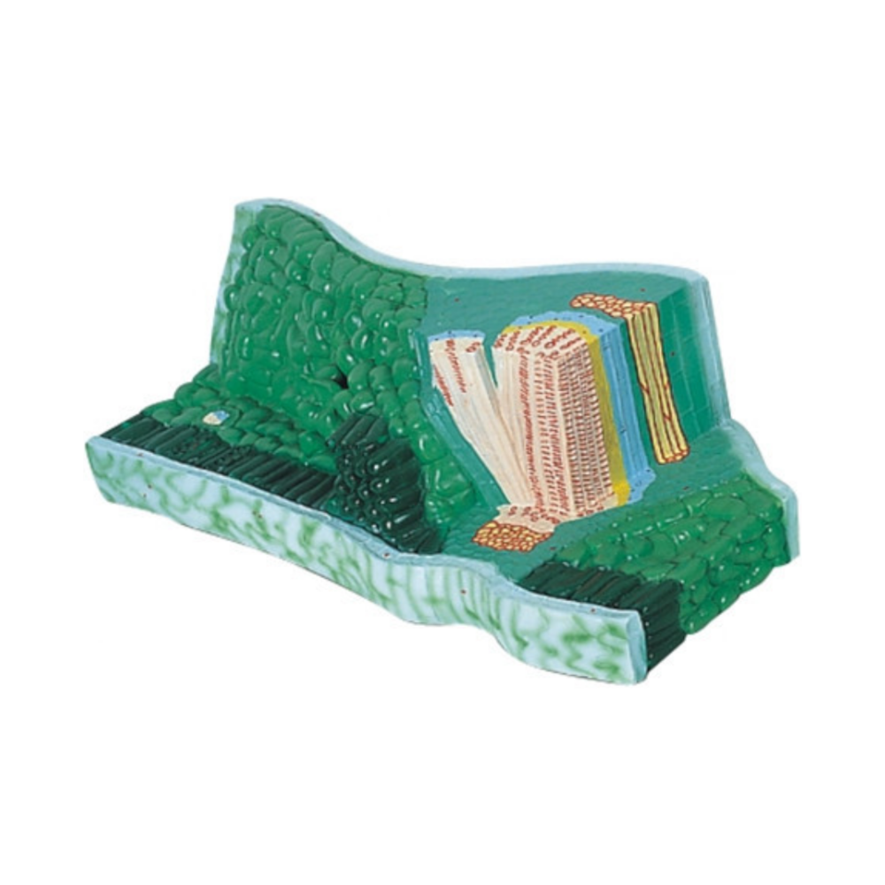 Estructura de la hoja QH 3206