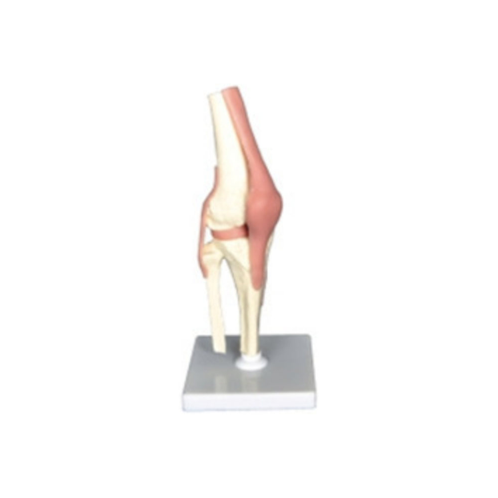 Modelo de articulación de la rodilla humana QH 3334-4