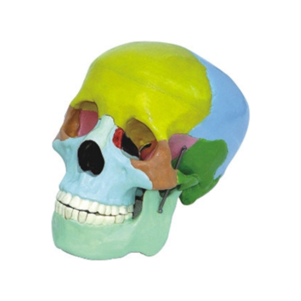 Cráneo humano QH 3392-3