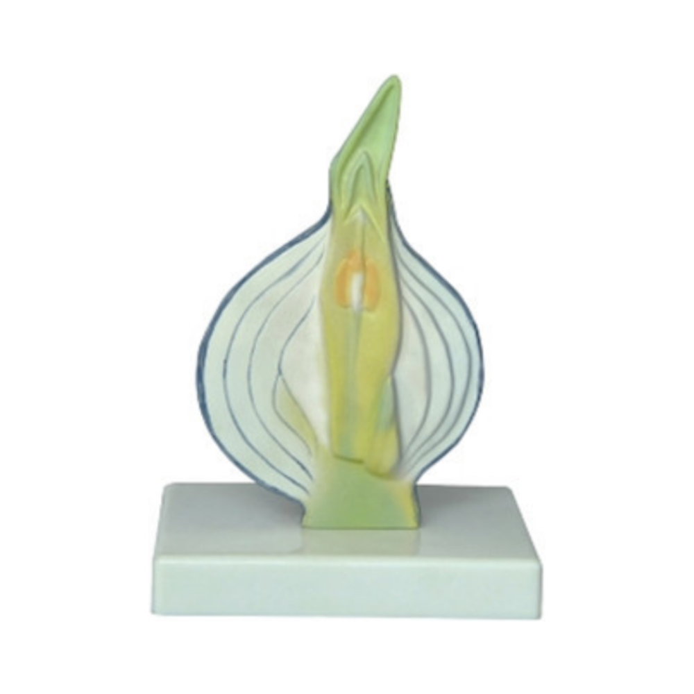 Modelo de cebolla disecada QH 3202-1