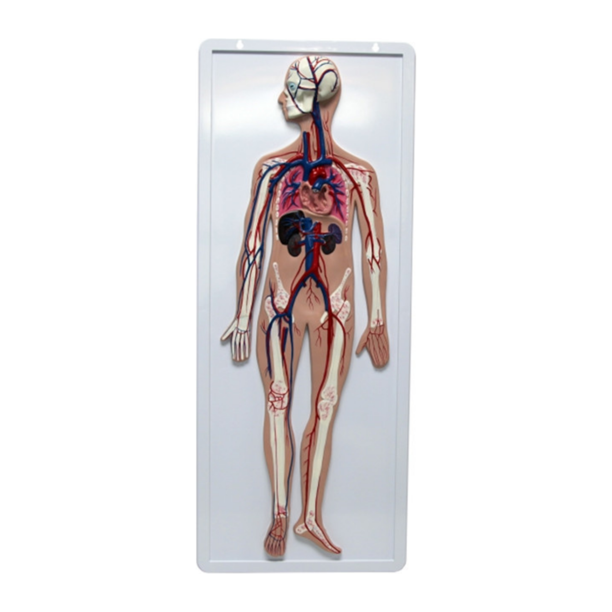 Modelo de sistema circulatorio QH 3323-1