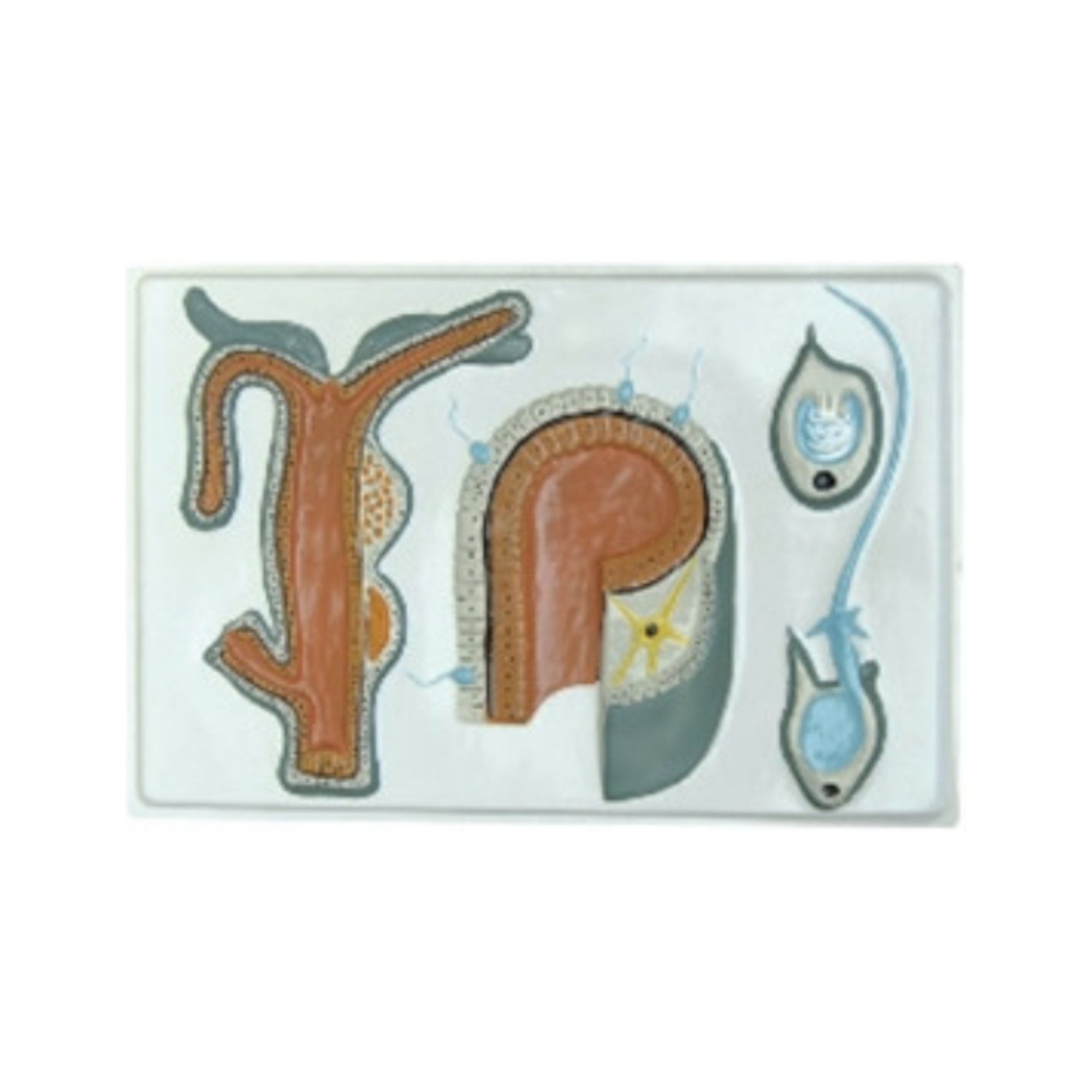 Modelo en relieve de la hidra QH 1585