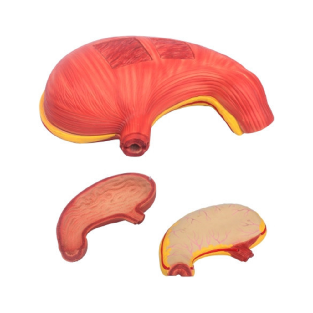 Estómago humano QH 3329