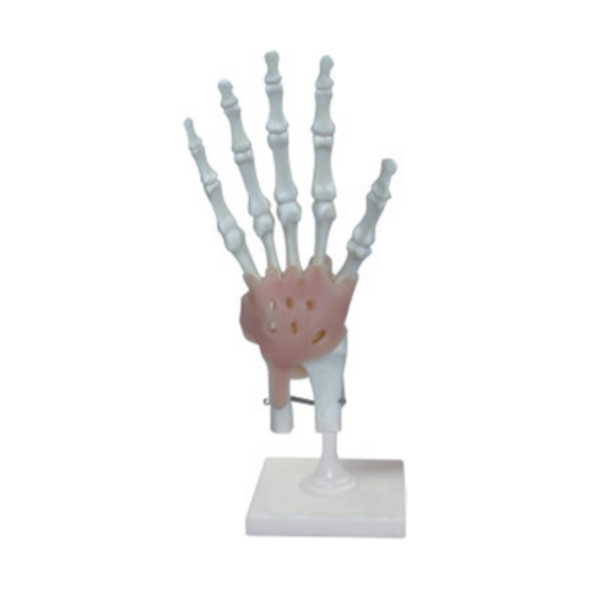Modelo de esqueleto de la mano humana QH 3340-5