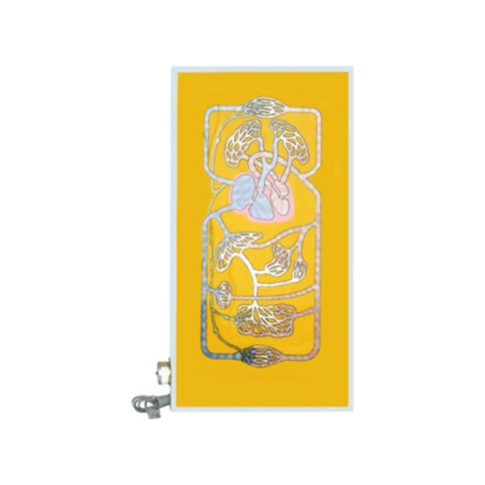 Circulación sanguínea QH 3323-2