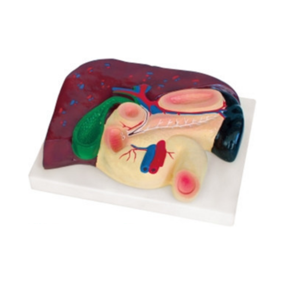 Hígado, páncreas y duodeno humanos QH 3316-1