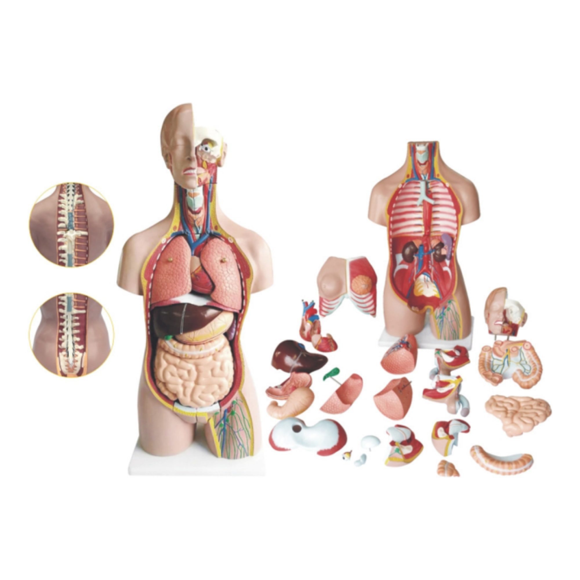 Torso humano QH 33201-13 (52 partes)