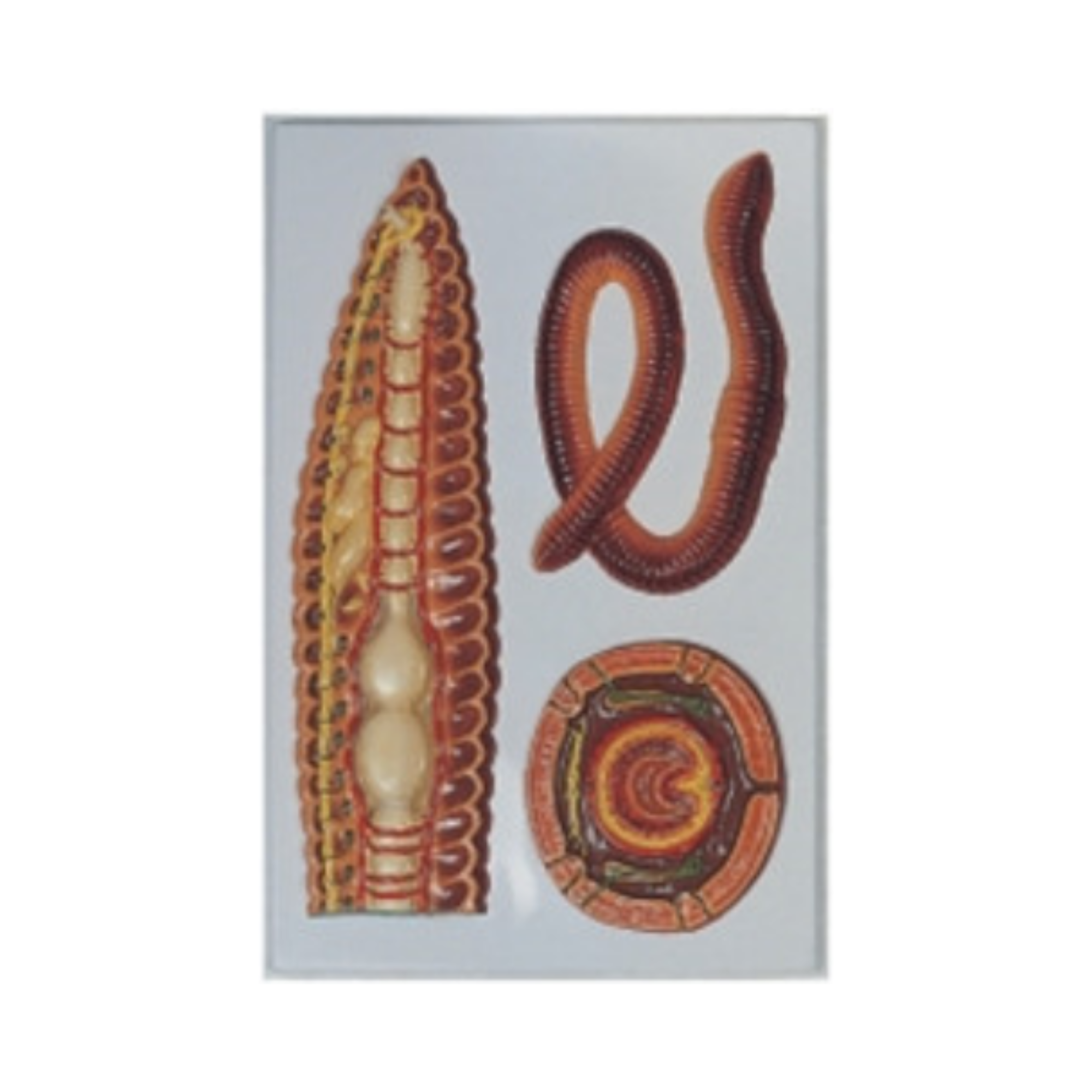 Modelo en relieve del gusano QH 1574
