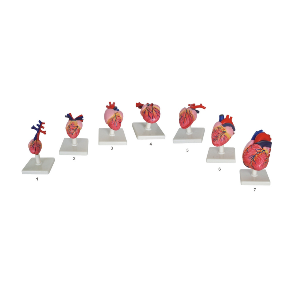 Corazones de vertebrados QH 4108-1