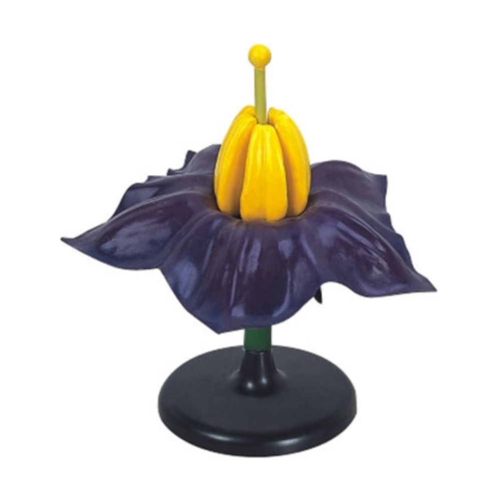 Modelo de flor de patata QH 3207-4