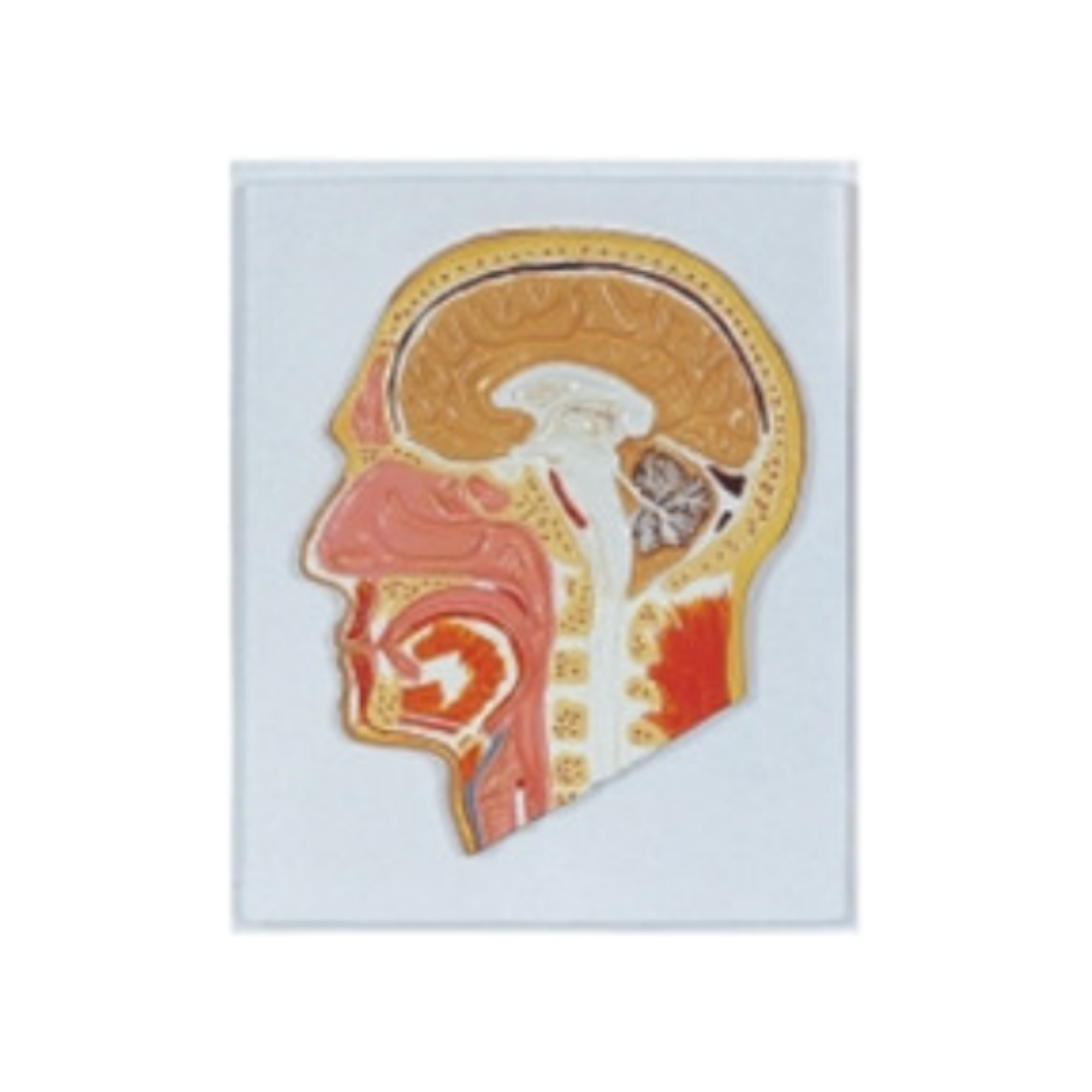 Modelo en relieve de la cabeza humana QH 1561