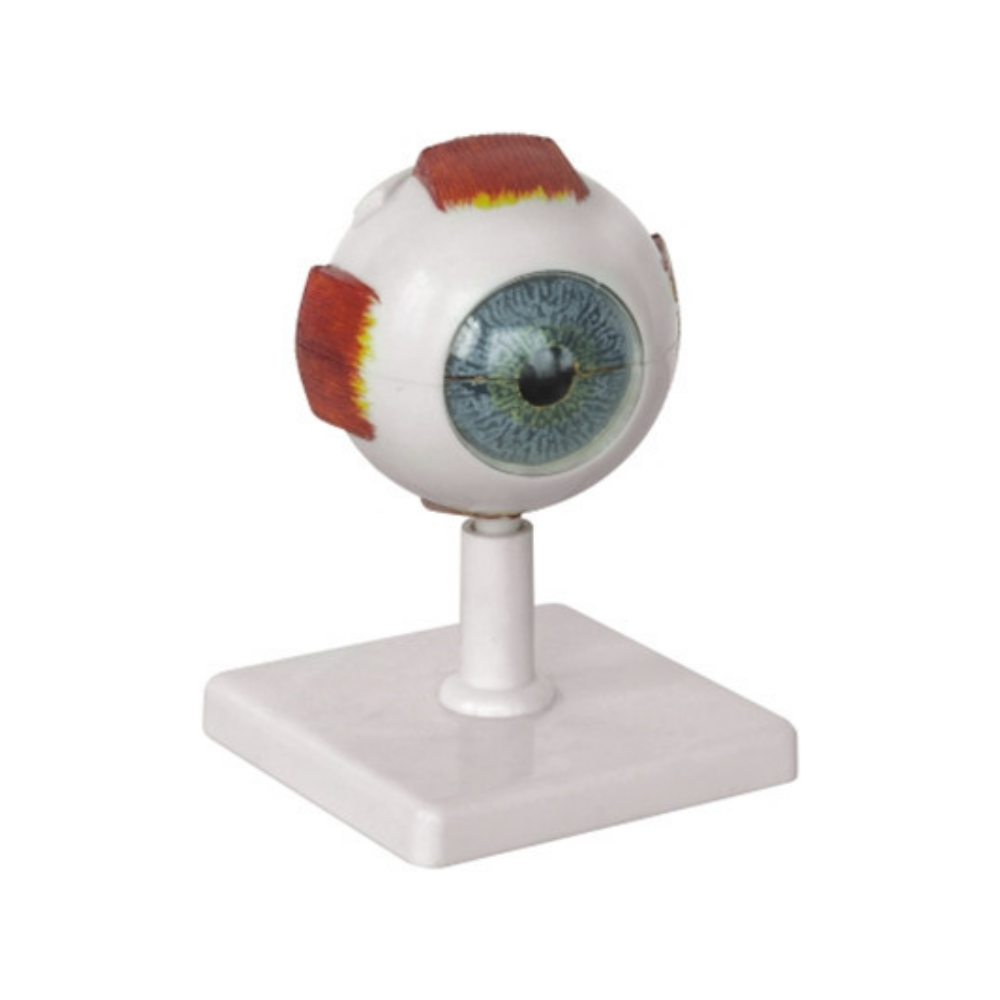 Ojo humano QH 3309-2