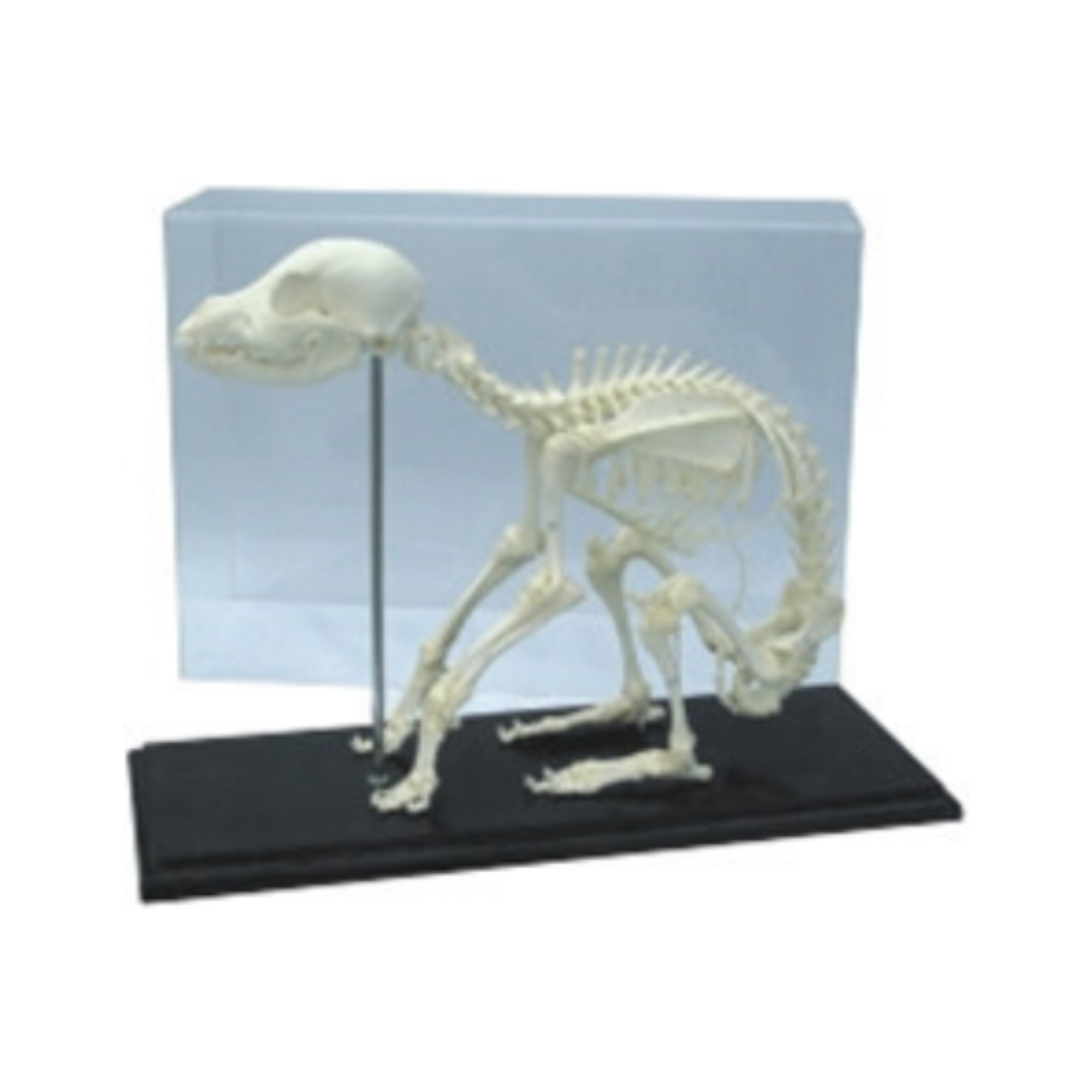 Modelo de esqueleto de perro QH 4145
