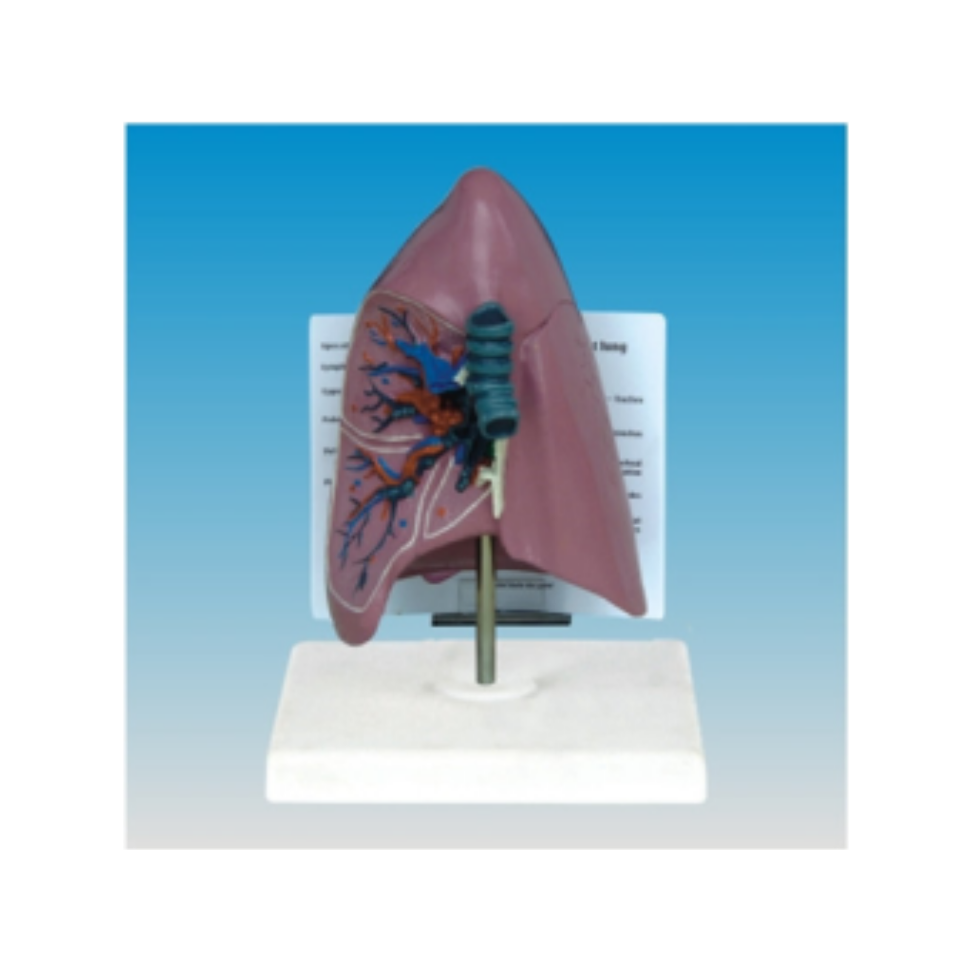 Modelo de pulmón QH 3321-4
