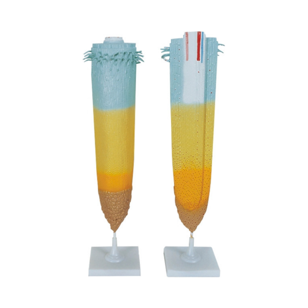 Punta de la raíz QH 3202