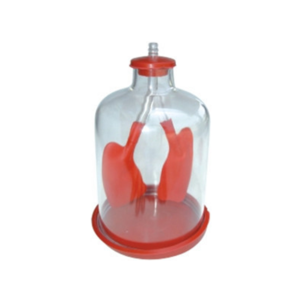 Modelo de demostración pulmonar QH 3322-1