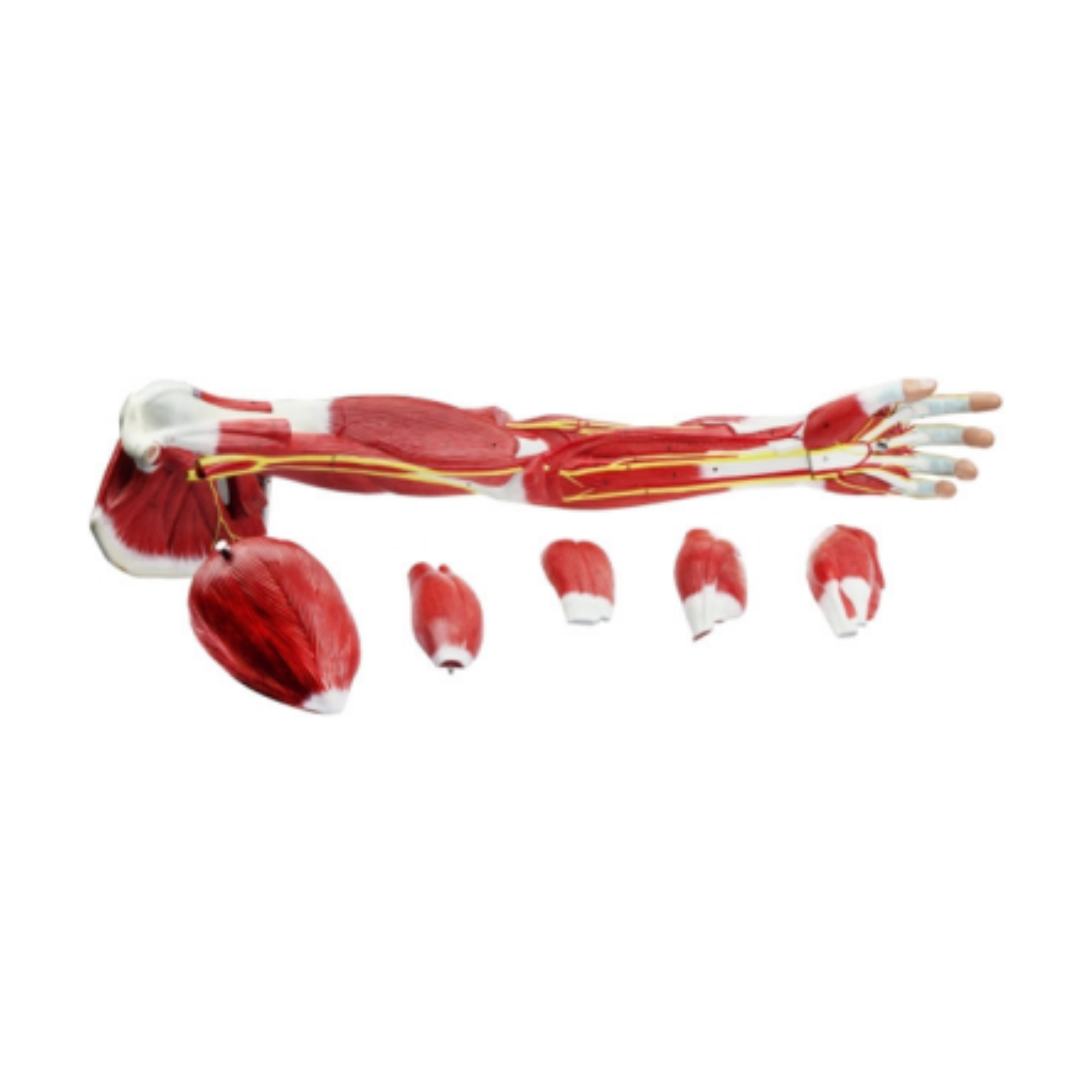 Músculos del brazo humano QH 3325-9 (7 partes)
