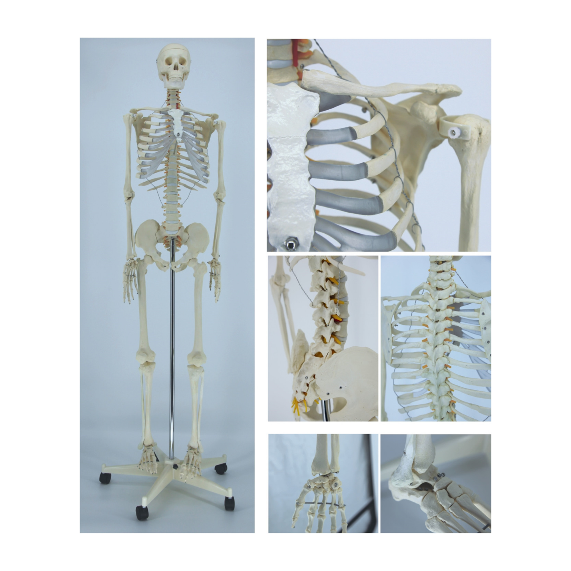 Modelo de esqueleto humano (170 cm) QH 3302
