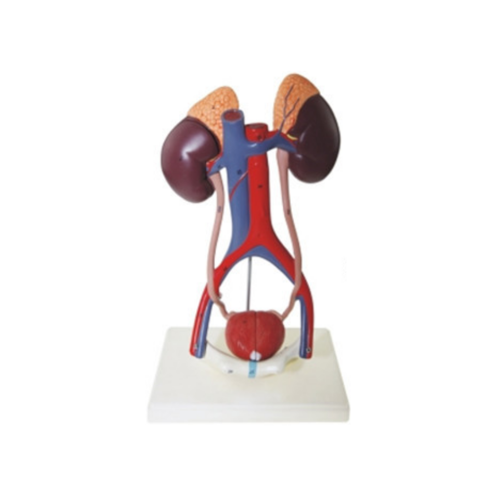 Modelo de sistema urinario humano QH 3311-1
