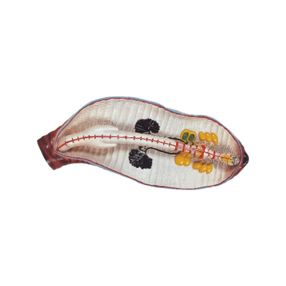 Modelo de lombriz de tierra QH 3221