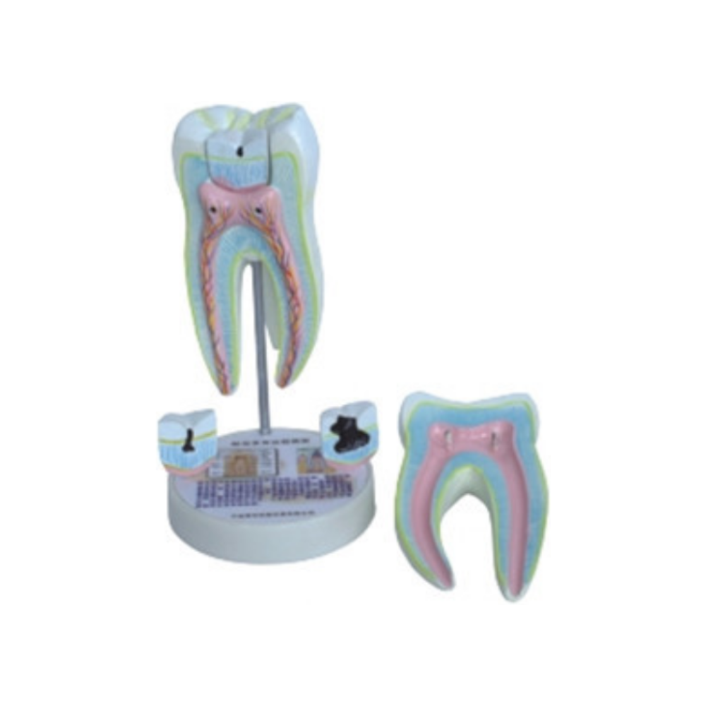Diente molar humano QH 3353-5
