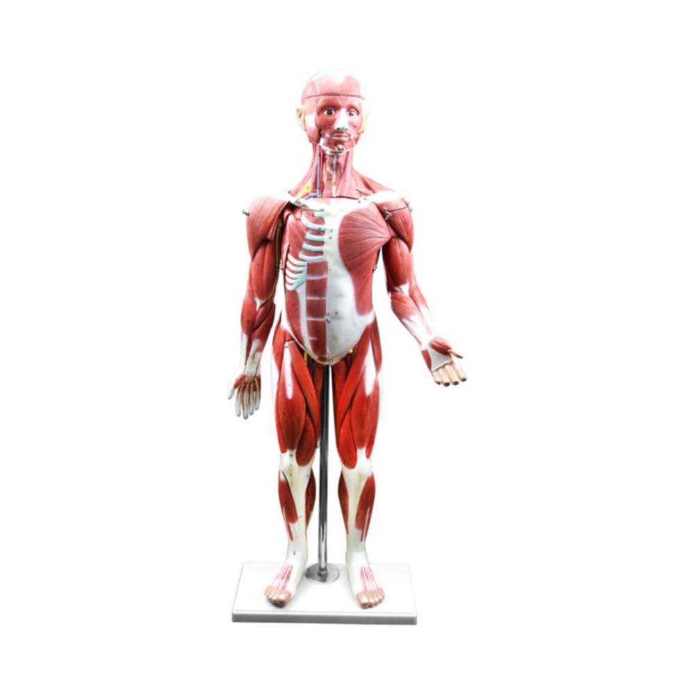 Figura musculosa (30 piezas) QH 3324-7
