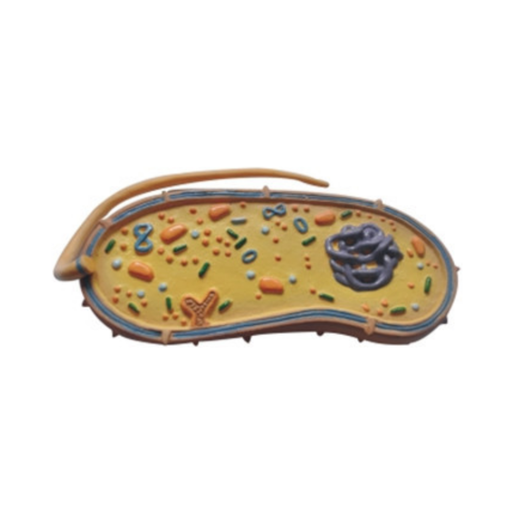 Modelo de bacteria patógena QH 3221-15