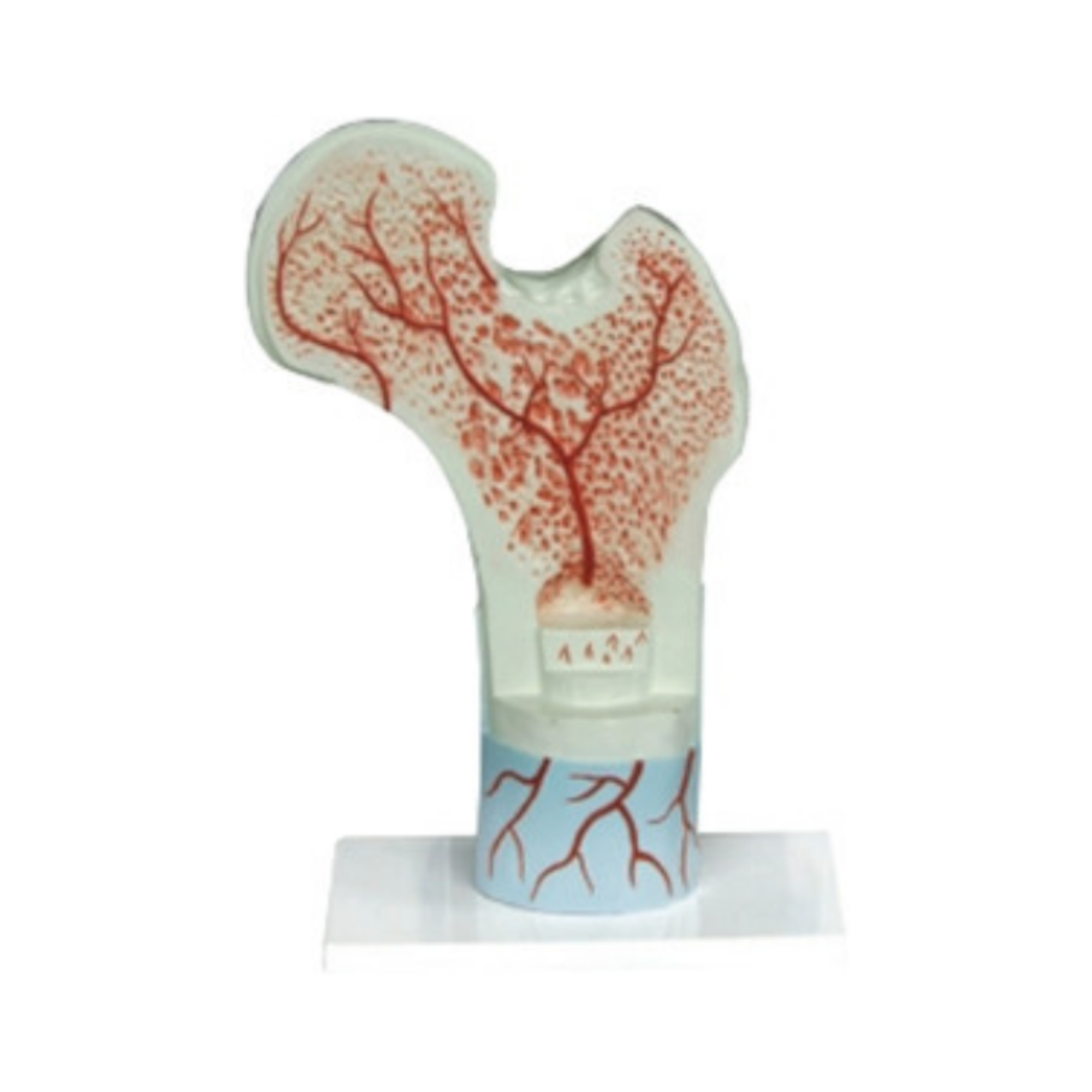 Modelo de hueso fémur QH 3394-4