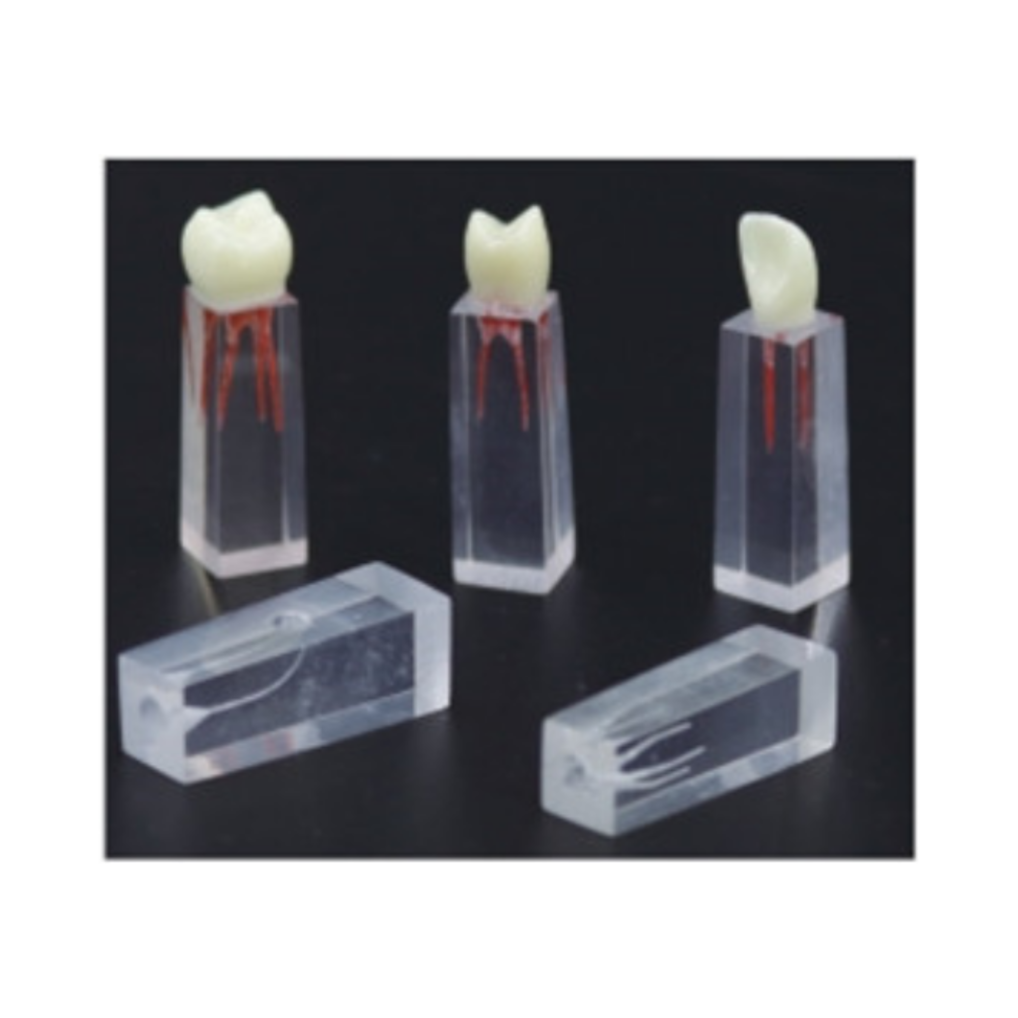 Modelo de pulpa dental QH 3353-13