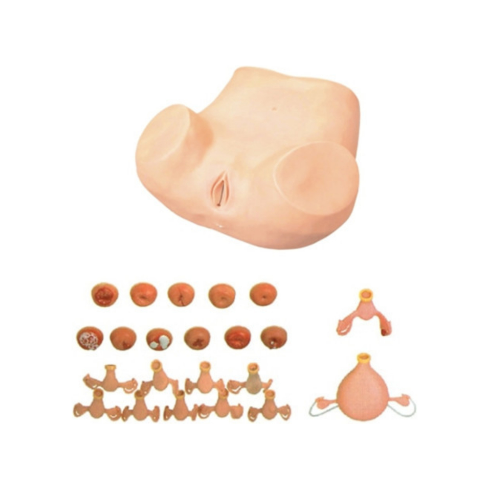 Modelo de examen ginecológico QH 7