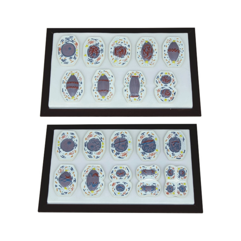 Conjunto de mitosis y meiosis animal QH 3228-2