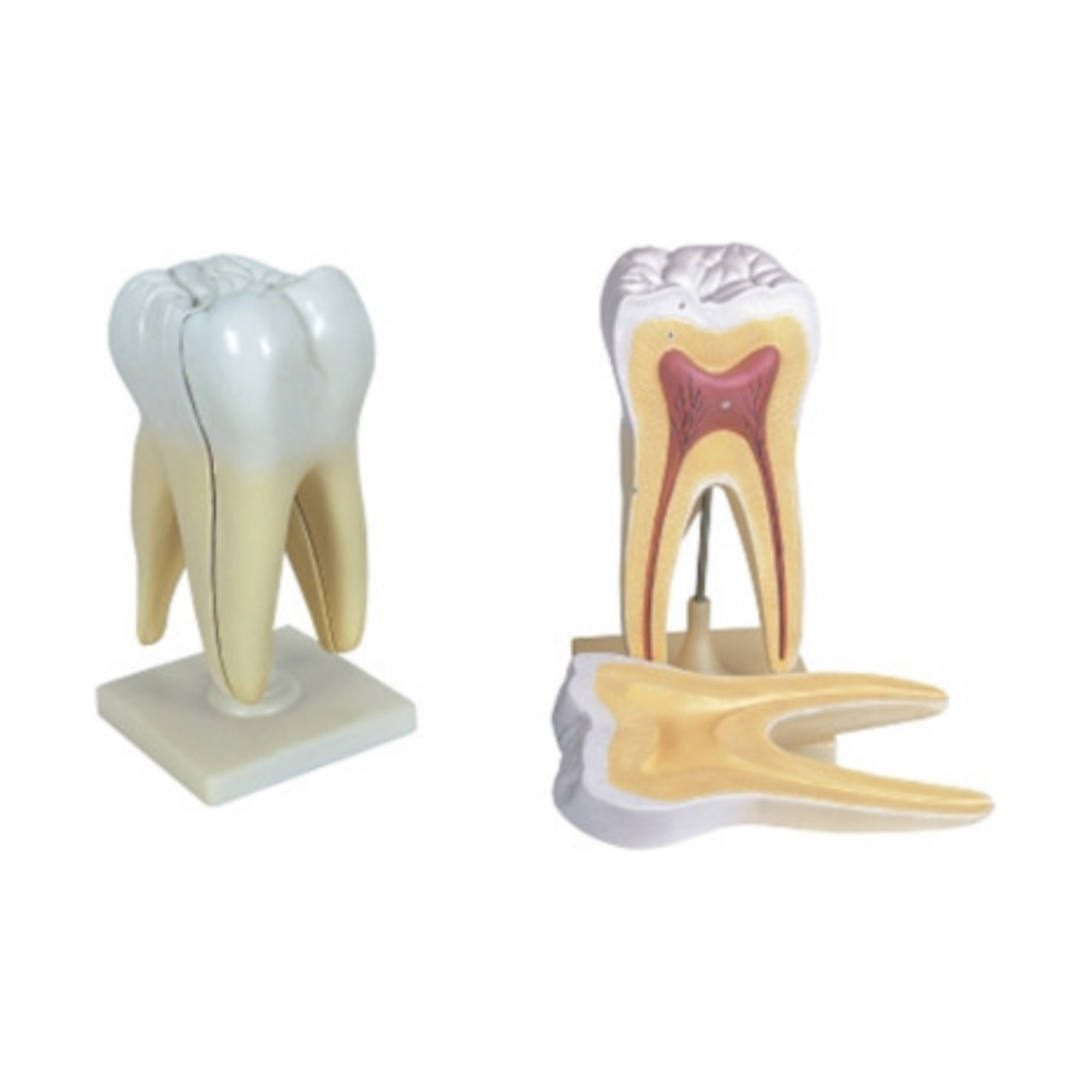 Modelo de diente molar humano QH 3353-2