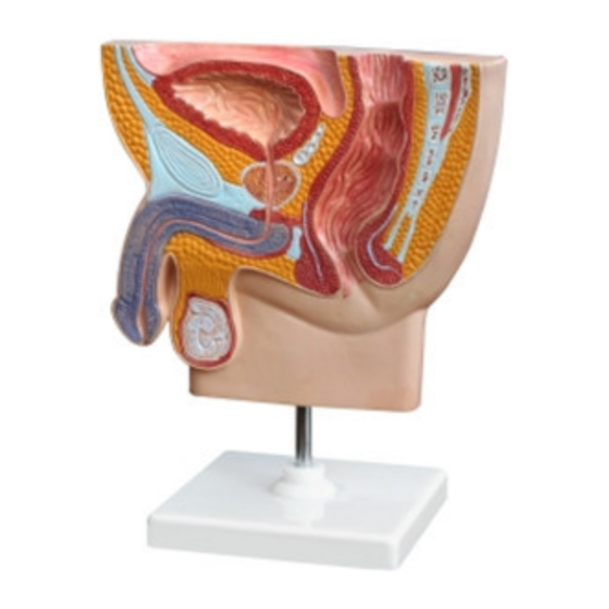 Modelo de ingle masculina QH 3338-3